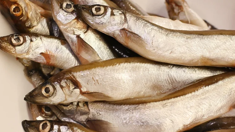 Perbedaan Ikan Laut dan Ikan Air Tawar, Mana yang Lebih Baik? - RRI.co.id