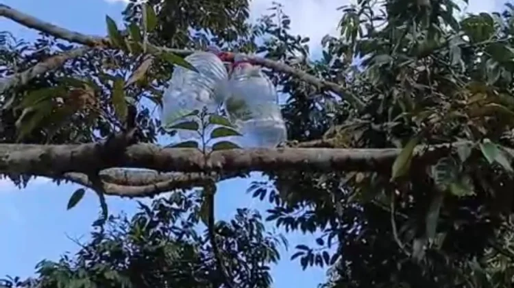 Galon Kosong Menghindari Hama pada Tanaman Durian