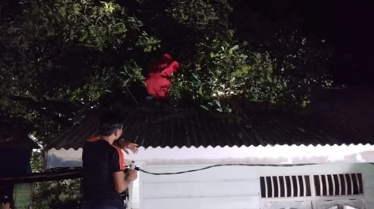 Sarang Tawon di Permukiman Ranai Darat Berhasil Dibasmi