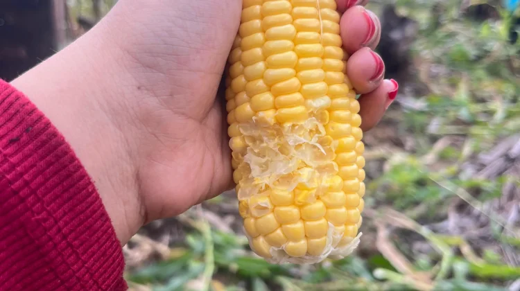 Mitos Jagung Manis yang Terbantahkan