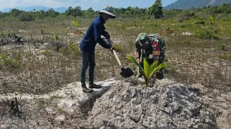 Babinsa Serasan Dampingi Petani Kelapa, Wujudkan Kebun Produktif