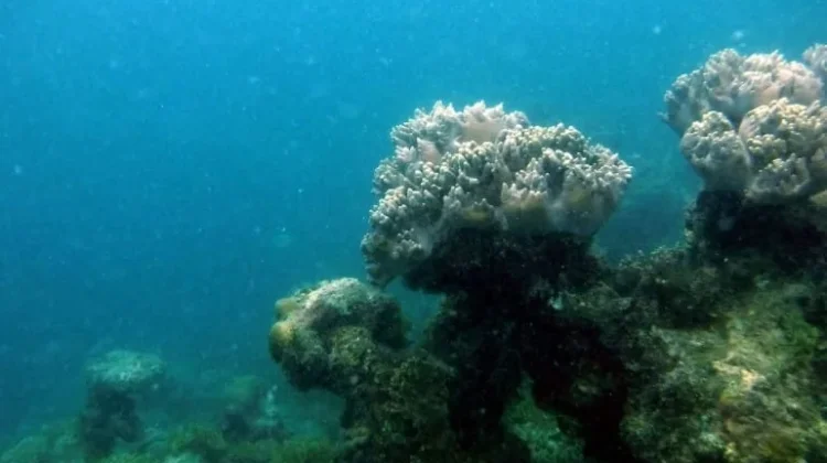 "Mengadopsi Harapan dari Dasar Laut Natuna"