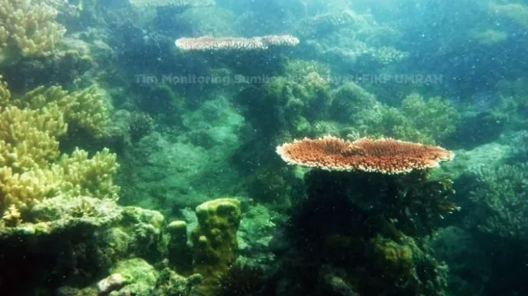 "Mengadopsi Harapan dari Dasar Laut Natuna"