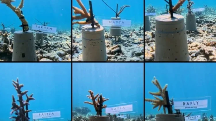 LPSDP Selamatkan Terumbu Karang di Dua Titik Geopark Natuna