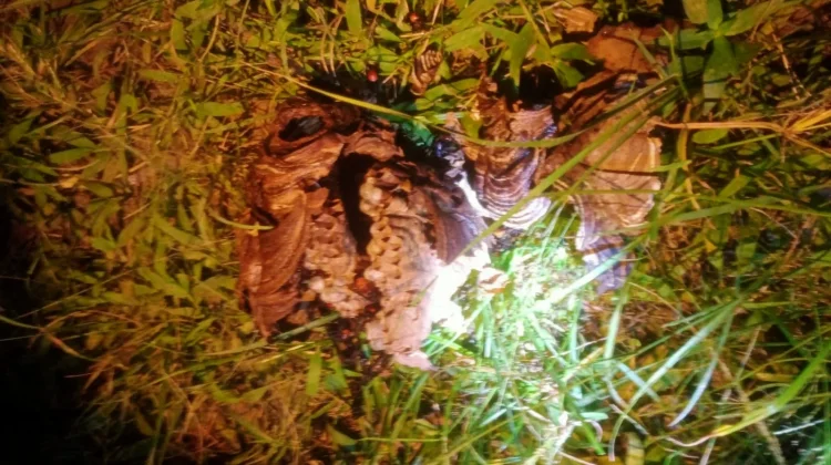 Damkar Natuna Evakuasi Sarang Tawon di Ranai Kota,