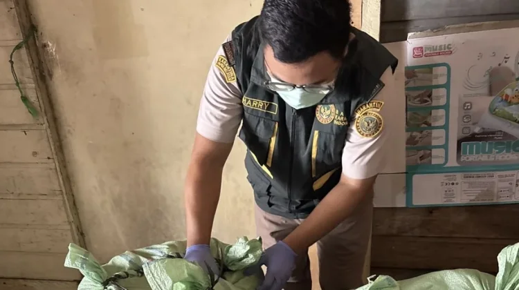 Karantina Kepri Periksa Lebih dari Satu Ton Biji Tempayan Asal Natuna