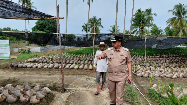 Wakil Bupati Natuna Tinjau  Bibit Kelapa Unggul Dongkrak Produktivitas Petani