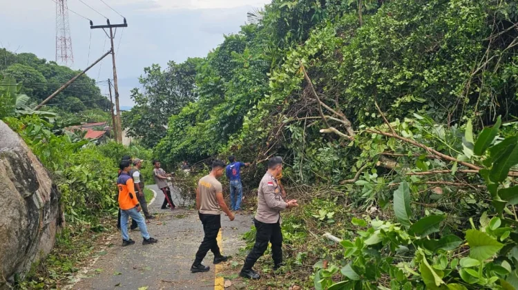 Pohon Tumbang Timpa Mobil Ekspedisi di Anambas