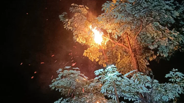 Damkar Natuna Evakuasi Sarang Tawon di Sepempang