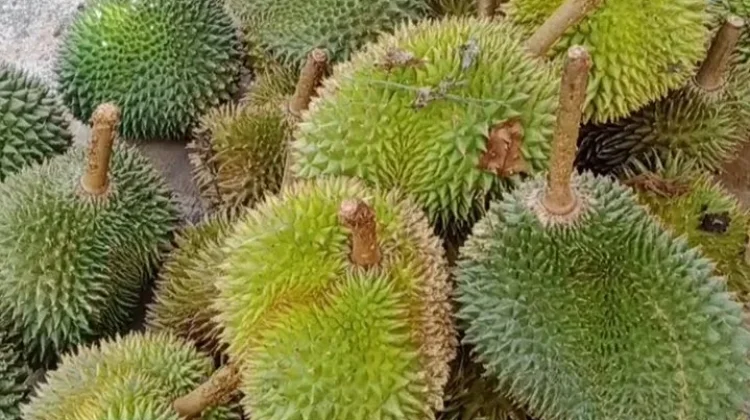 Kandungan Gizi Durian Cukup Lengkap