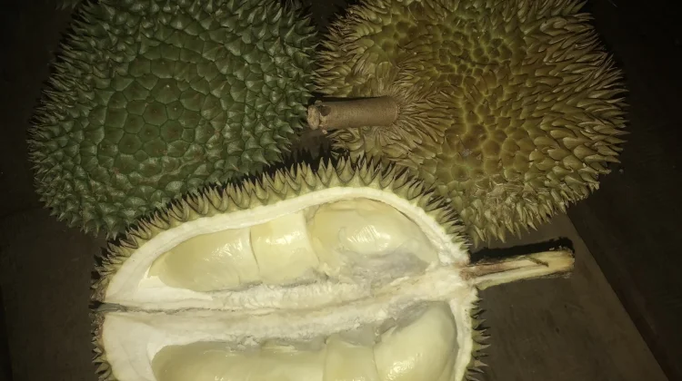 Cara Memilih Durian yang Bagus dan Berkualitas