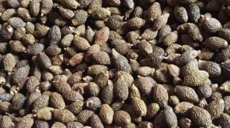 Harga Buah Kembang Semangkok Tembus Rp180 Ribu per Kilogram
