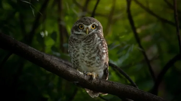 Mengenal Hari Kesadaran Burung Hantu Internasional Setiap 4 Agustus