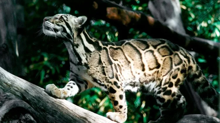 Hari Macan Dahan Internasional Setiap 4 Agustus, Simak Sejarahnya