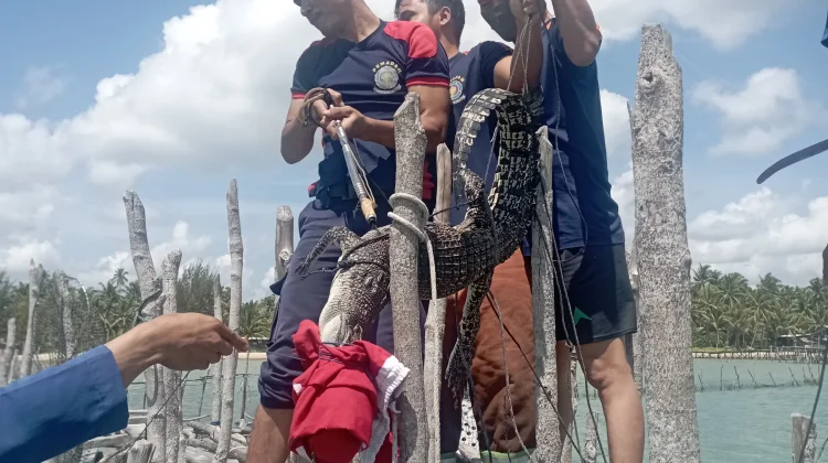 Damkar Natuna Evakuasi Buaya Demi Keselamatan Warga