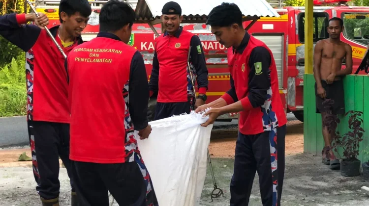 Damkar Natuna Evakuasi Ular di Permukiman Warga Bandarsyah