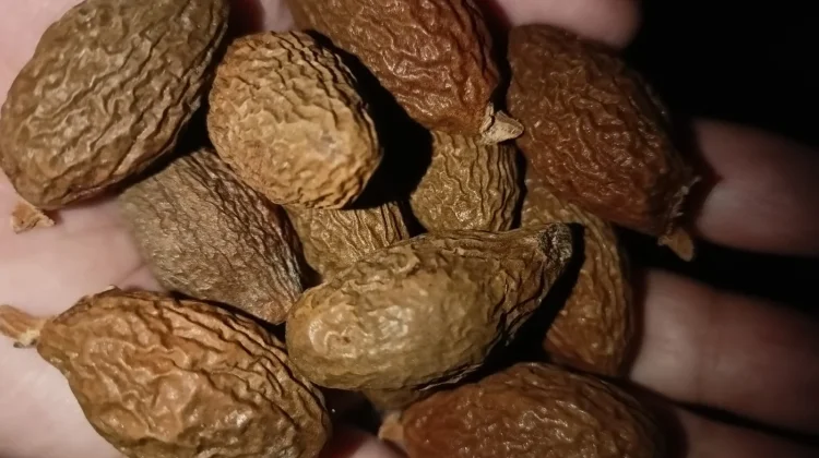 Manfaat Tempayang untuk Kesehatan Lebih dari Sekadar Pereda Panas Dalam