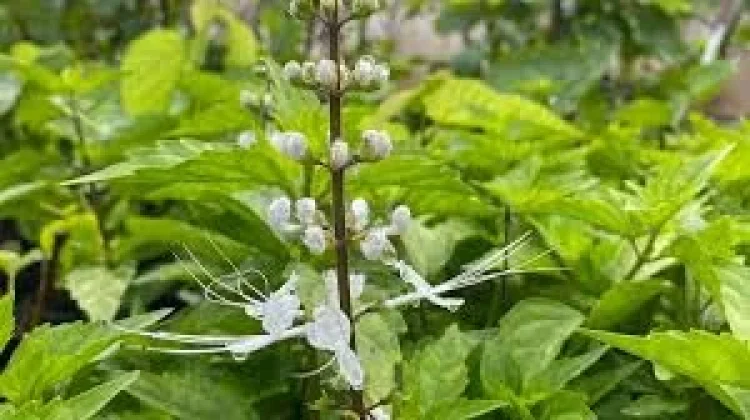 Ketahui Berikut Manfaat Daun Kumis Kucing untuk Kesehatan