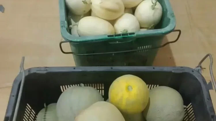 Petani Desa Harapan Jaya Panen Melon Premium