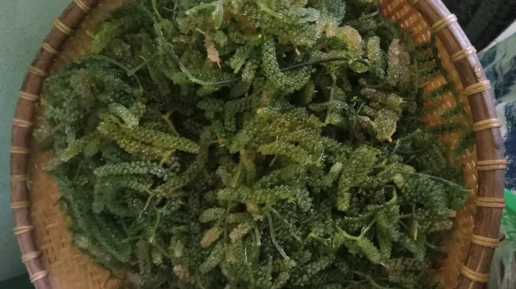 Mengenal Deretan Vitamin dalam Anggur Laut dan Manfaatnya bagi Kesehatan