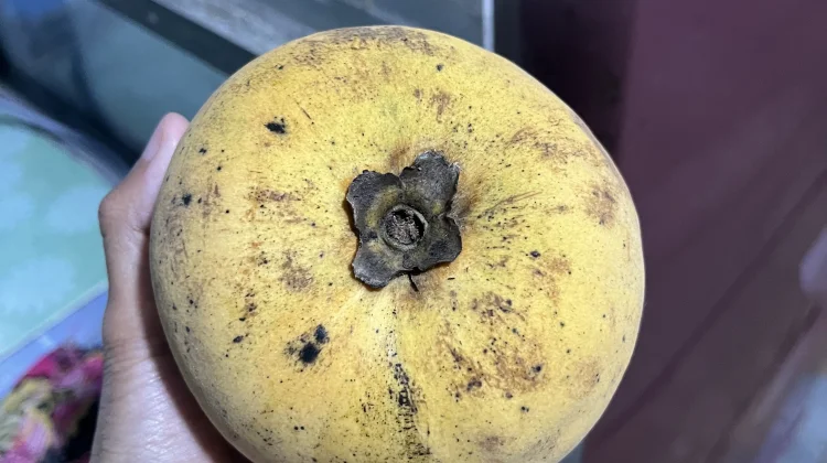 Mentega, Buah Langka yang Kaya Antioksidan