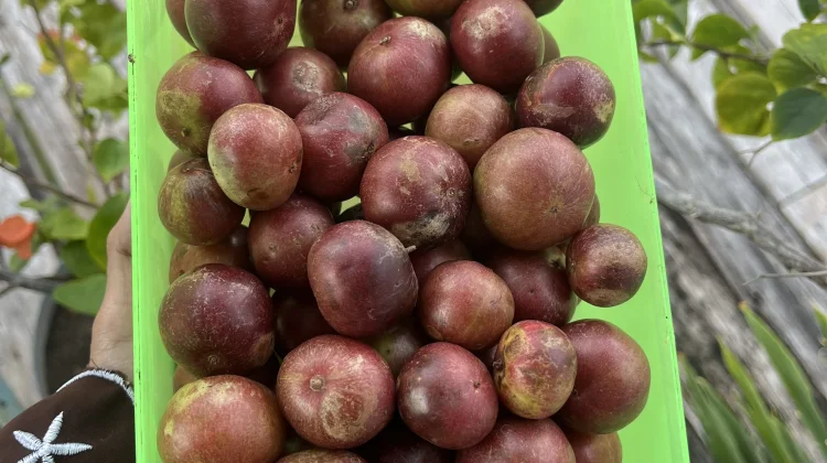 Buah Rukam, Tanaman Langka Berkhasiat Obat dan Kaya Manfaat