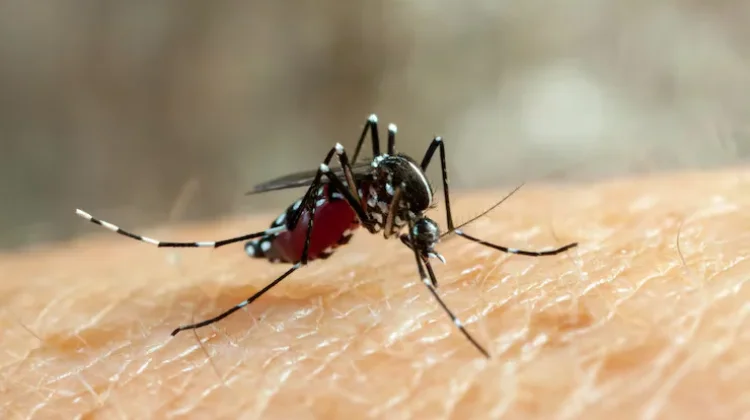 Ciri-ciri Chikungunya yang Perlu Diwaspadai