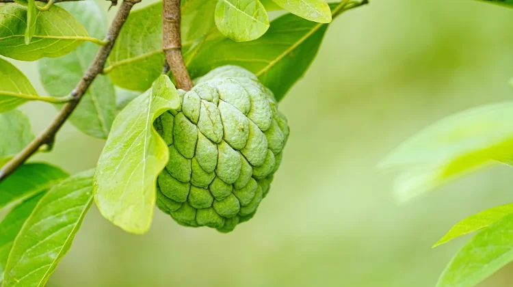 Manfaat Mengkonsumsi Buah Srikaya