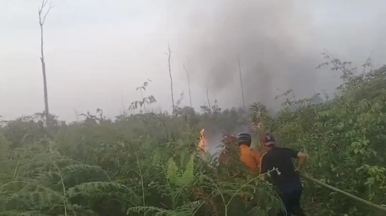 Lahan Seluas 10 Hektare di Padang Hangus Terbakar