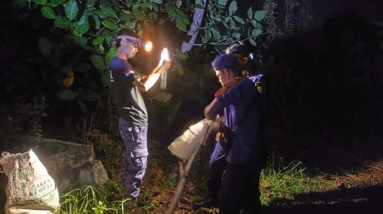 Damkar Natuna Evakuasi Sarang Tawon di Rumah Warga Air Kolek