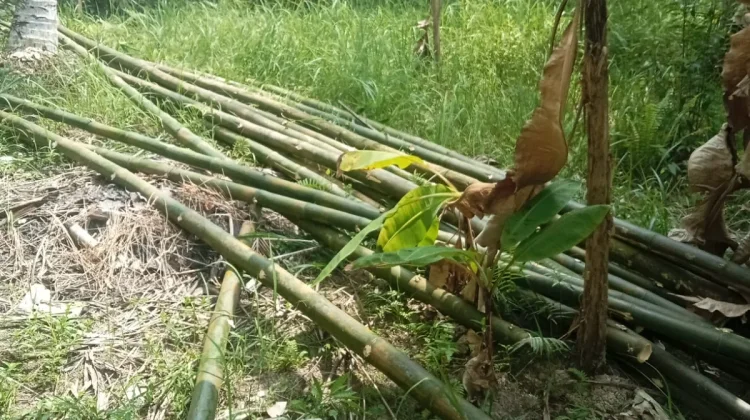 Melimpahnya Bambu, Sumber Cuan kalau Kita Kreatif
