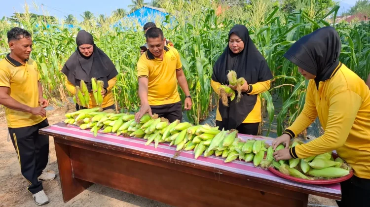 Polsek Bunguran Timur Panen Jagung