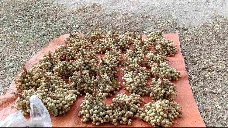 Mengenal Buah Nilap, Si Mungil Mirip Lengkeng dari Natuna