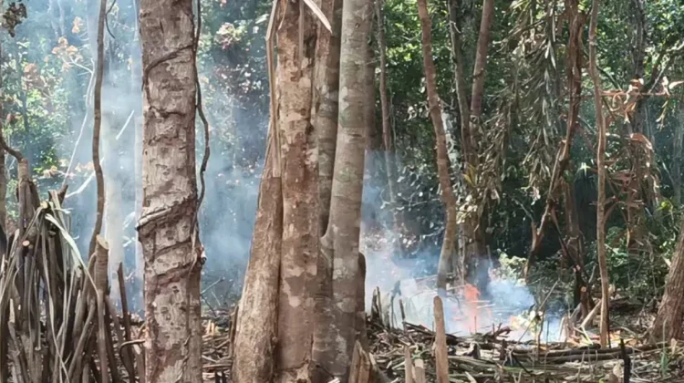 Hindari Buka Lahan Kebun dengan Cara Membakar