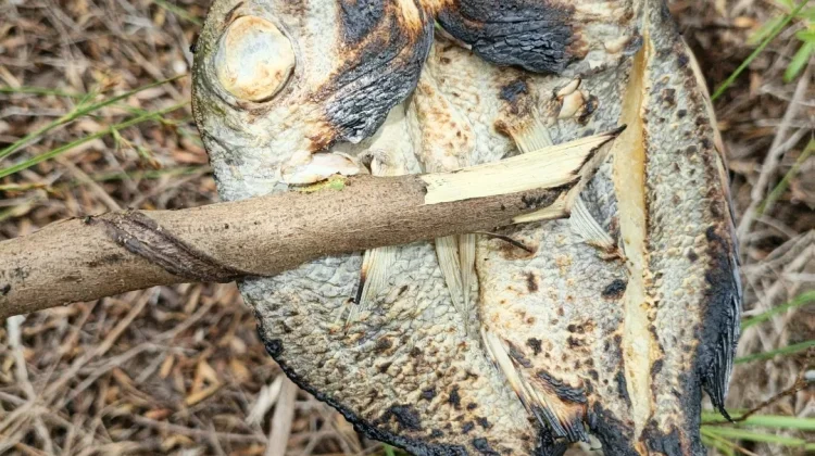 Ikan Asin Bakar