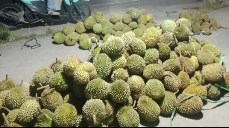 Durian Banjir, Harga Anjlok Drastis Kini Rp10 Ribu Satu Buah