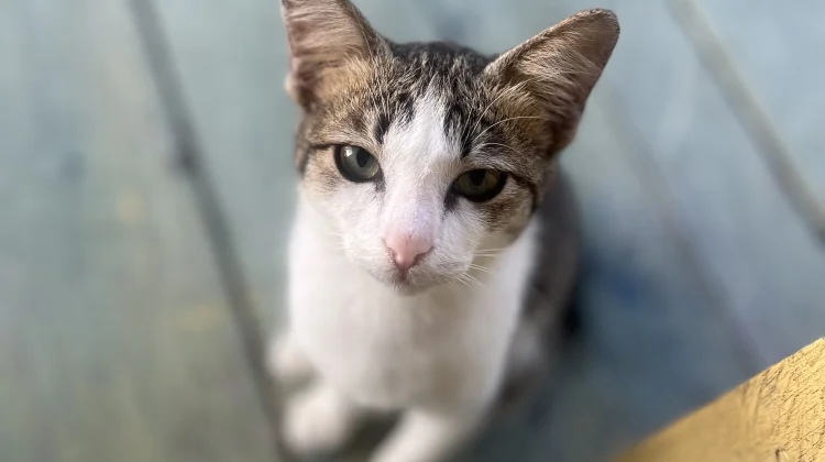 Tips Merawat Kucing di Rumah
