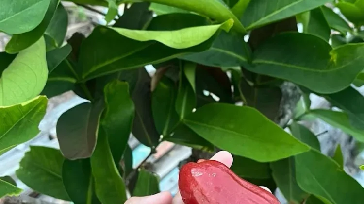 Jambu Citra, Buah Jumbo Manis yang Mulai Digemari Masyarakat