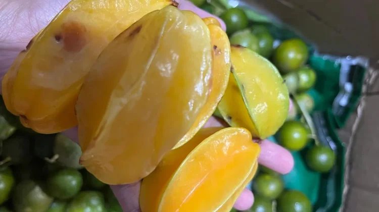 Belimbing, Buah Tropis yang Kaya Manfaat Kesehatan