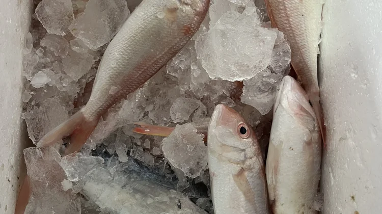 Tips Menympan Ikan agar Tetap Segar dan Tidak Cepat Busuk