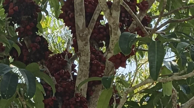 Belimbing Besi,Buah Khas Natuna