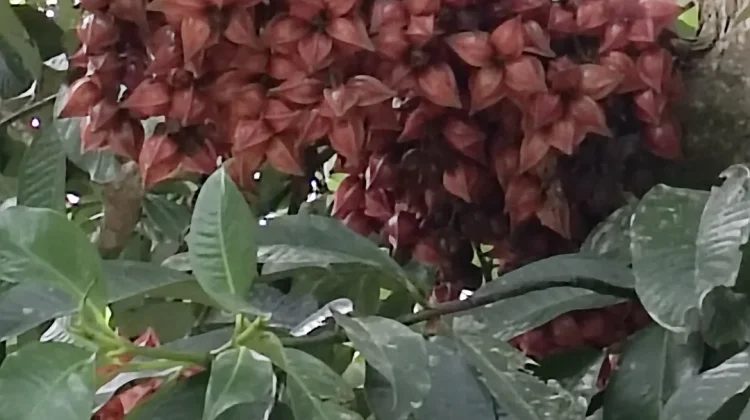 Manisan Kulit Belimbing Besi