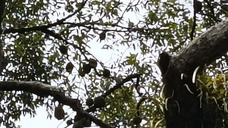 Pohon Durian Kampung Usia Ratusan Tahun