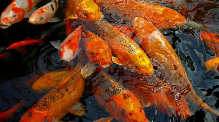 Enam Keajaiban Menakjubkan Ikan Mas Bagi Kesehatan