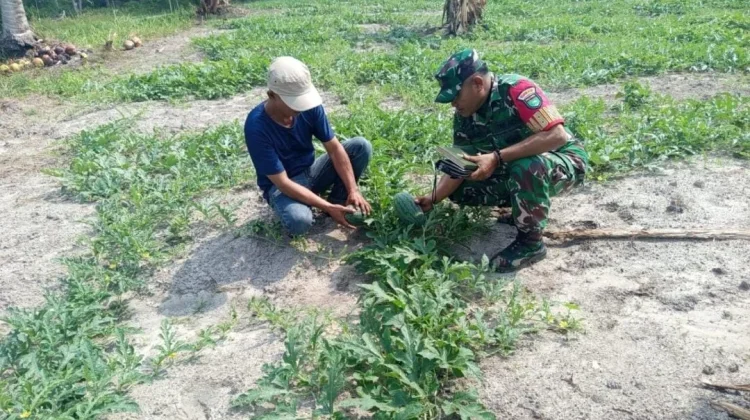 Babinsa Serasan Pantau Kebun Semangka Bumdes Jermalik