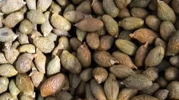 Manfaat Buah Kembang Semangkuk untuk Kesehatan