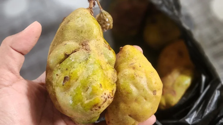 Mengenal Buah ''Jambu Asok'', Si Asam Manis yang Kaya Vitamin C