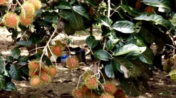 Rambutan Tak Sekadar Manis, Ini Manfaatnya bagi Kesehatan Tubuh