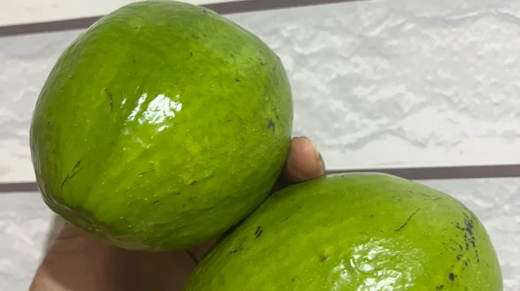 Tips Memilih Alpukat Alpukat Matang Sempurna, Jangan Salah Petik Lagi!
