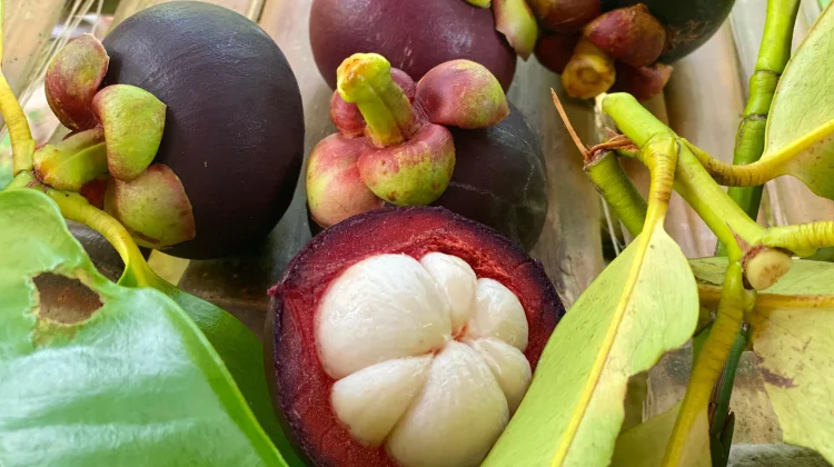 Manggis Buah Tropis Kaya Nutrisi